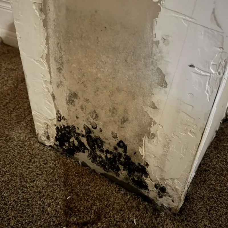 Professional Mold Removal in Frazeysburg, OH